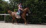14.2 Arabian Gelding on HorseYard.com.au (thumbnail)