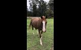 Purebred Crabbet Mare on HorseYard.com.au (thumbnail)