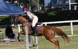 Gelding with loads of potential  on HorseYard.com.au (thumbnail)