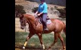 Potential plus TB gelding  on HorseYard.com.au (thumbnail)