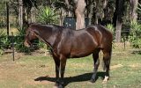 Chunky SB Mare on HorseYard.com.au (thumbnail)