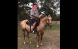 Trail Riding Appaloosa on HorseYard.com.au (thumbnail)