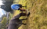 Thoroughbred gelding and standardbred mare  on HorseYard.com.au (thumbnail)