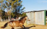 Stunning Buckskin Colt on HorseYard.com.au (thumbnail)