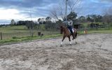 Unraced Gelding 