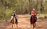 Stock horse gelding 15.1hh 5yrs on HorseYard.com.au (thumbnail)