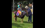 Mother’s Dream Beginners Pony on HorseYard.com.au (thumbnail)
