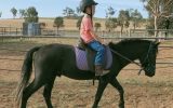 riding pony on HorseYard.com.au (thumbnail)
