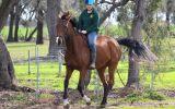 Shory Park Smack That - 16.2hh 12yo Unraced TB Gelding on HorseYard.com.au (thumbnail)