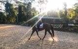 Hardworking, Intelligent and Good looks  on HorseYard.com.au (thumbnail)