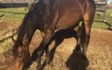 Big friendly Giant - TB Gelding  on HorseYard.com.au (thumbnail)