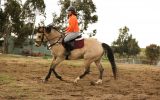 Next jumping mount  on HorseYard.com.au (thumbnail)