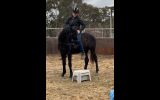 Stockhorse Gelding on HorseYard.com.au (thumbnail)