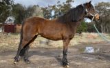 Delta Reg ARP Mare, Project/Broodmare/Show  on HorseYard.com.au (thumbnail)