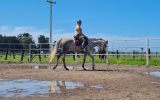 Eventing potential  on HorseYard.com.au (thumbnail)