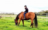 16hh TB mate  on HorseYard.com.au (thumbnail)