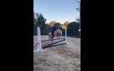 DIXIE- Cute &Quiet 12.2hh 7yo Welsh Mountain Pony  on HorseYard.com.au (thumbnail)