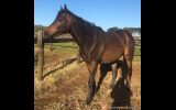 Big friendly Giant - TB Gelding  on HorseYard.com.au (thumbnail)