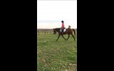 Something Major on HorseYard.com.au (thumbnail)