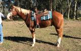 Lovely Paint Gelding on HorseYard.com.au (thumbnail)