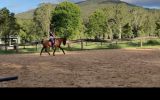 Talented Brumby Mare on HorseYard.com.au (thumbnail)