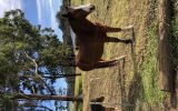 Clydie X Pleasure Mount on HorseYard.com.au (thumbnail)
