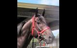 Outstanding looking Gelding on HorseYard.com.au (thumbnail)