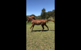 Arab Mare on HorseYard.com.au (thumbnail)