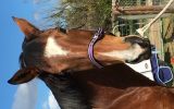 Bay thoroughbred mare on HorseYard.com.au (thumbnail)