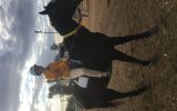 Quiet mare on HorseYard.com.au (thumbnail)
