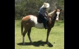 Paint Gelding on HorseYard.com.au (thumbnail)