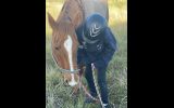 Wanting to buy a beginner horse. on HorseYard.com.au (thumbnail)