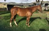 Quarter horse mare on HorseYard.com.au (thumbnail)