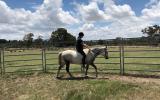 Registered Welsh Gelding on HorseYard.com.au (thumbnail)