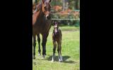 Fiji R Filly on HorseYard.com.au (thumbnail)