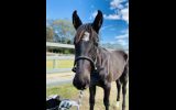 Black WB Colt! Urgent! on HorseYard.com.au (thumbnail)