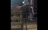 Quality Gelding  Sold !!! on HorseYard.com.au (thumbnail)