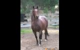 Buckskin roan QH colt on HorseYard.com.au (thumbnail)