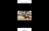 Gelding with loads of potential  on HorseYard.com.au (thumbnail)