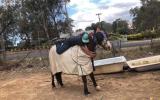 Quarter horse gelding  on HorseYard.com.au (thumbnail)