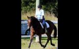 Very Quiet Tb Gelding  on HorseYard.com.au (thumbnail)