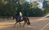 Hardworking, Intelligent and Good looks  on HorseYard.com.au (thumbnail)