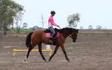 PRICE REDUCED: Everything and more!  on HorseYard.com.au (thumbnail)