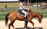 Beautiful gelding on HorseYard.com.au (thumbnail)
