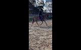 Ultimate All Rounder on HorseYard.com.au (thumbnail)