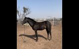 Dual Registered Waler gelding on HorseYard.com.au (thumbnail)
