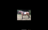 Fire- Stock horse pony  on HorseYard.com.au (thumbnail)