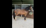 Clyde part Welsh  on HorseYard.com.au (thumbnail)