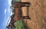2 pony mares on HorseYard.com.au (thumbnail)
