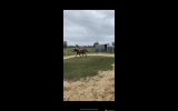 6 yr old riding pony mare on HorseYard.com.au (thumbnail)